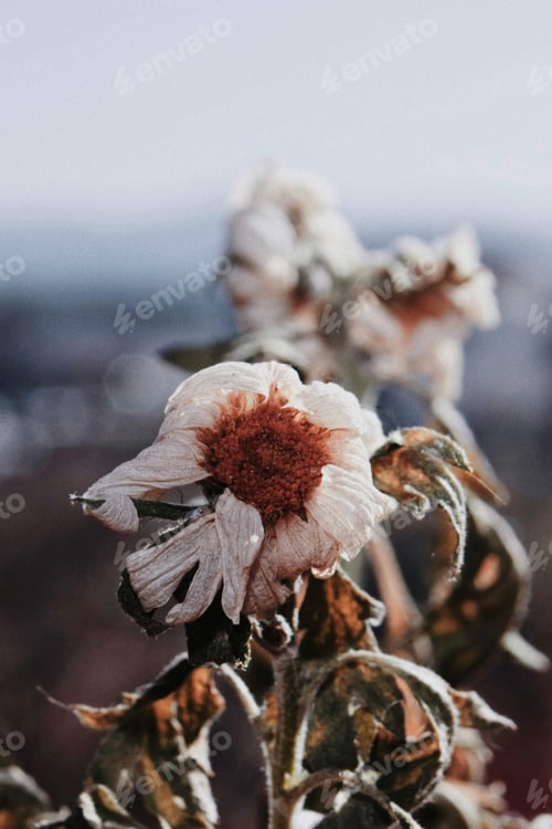 Preview: Dried flowers