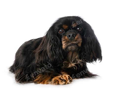 Preview: cavalier king charles