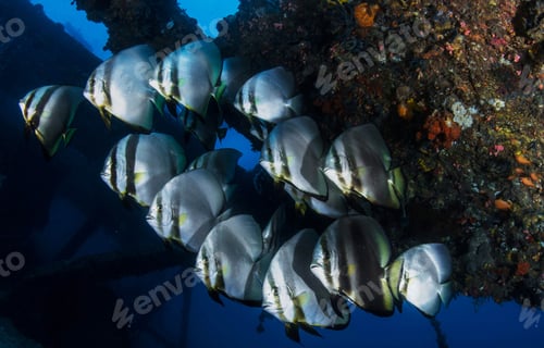 Preview: Colorful sea life underwater, shallow underwater seascape