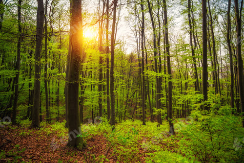 Preview: Sunny green spring forest scene