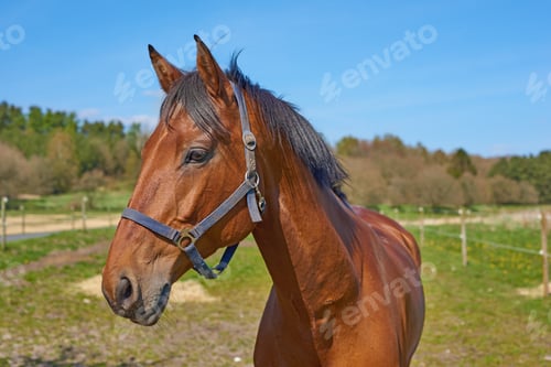 Preview: Beautiful horse - wonder of nature. A telephoto a beautiful brown horse.