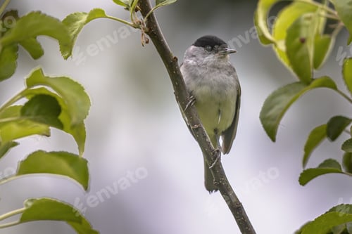 Preview: Blackcap Male perched on Branch