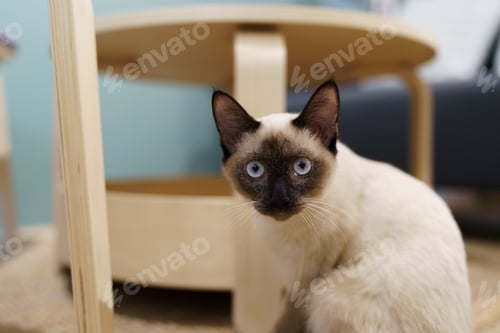 Preview: Cat Brown beige cat. Siamese cat resting at home.