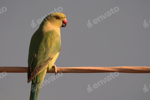 Preview: Closeup of a cute Indian ring-necked parakeet or green parrot perched on a wire against a blue sky