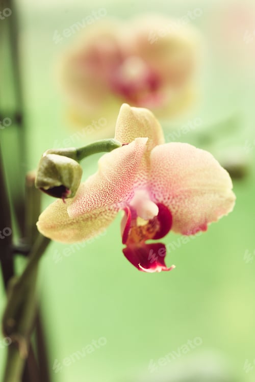 Preview: Branch of blooming pink orchid close up
