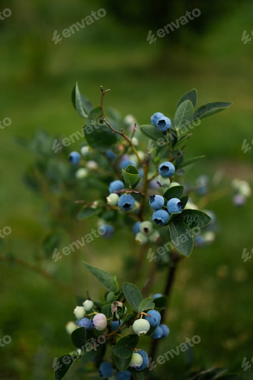 Preview: Blueberries ripen in summer garden, Vaccinium angustifolium organic blueberry produce