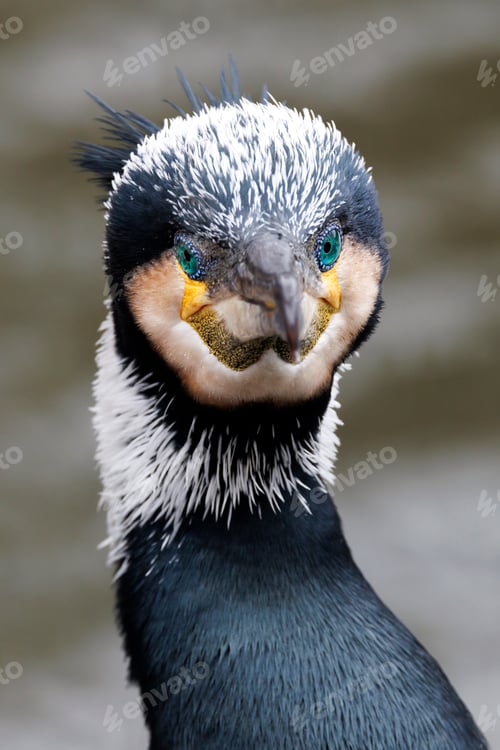Preview: Close up shot of great cormorant (Phalacrocorax carbo)
