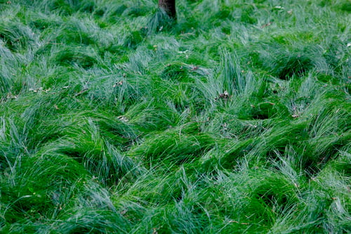 Preview: Green grass