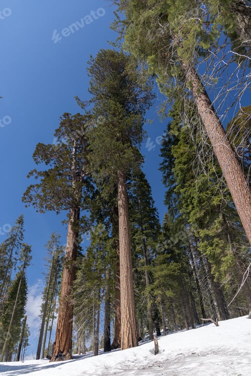 Preview: Snow-covered sequoia tree park, winter wonderland