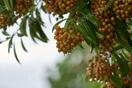 Preview: Sea buckthorn berries with water drops