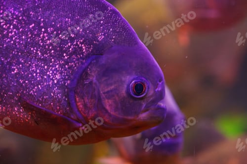 Preview: underwater photography of fish Pygocentrus nattereri