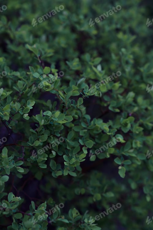 Preview: Dark greenery of Campanula plant. Bright dark gentle delicate natural spring background. Empty place