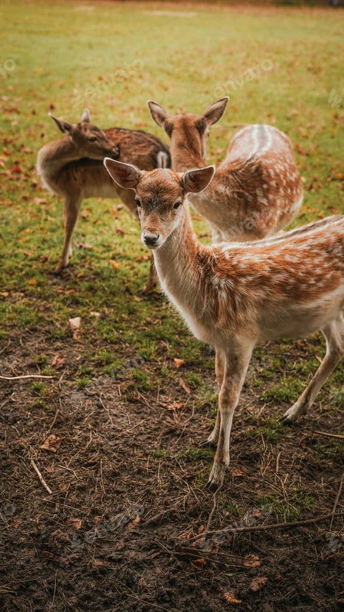 Preview: The group of young deer. They are so cute and beautiful with polka dots. Deer farm, the Netherlands