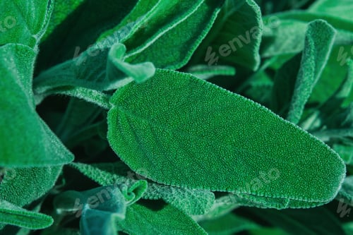 Preview: Sage leaves, close up on bunch of fresh sage, idea for leaf texture background or wallpaper