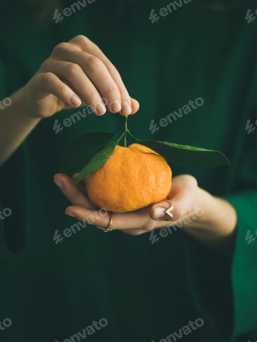 Preview: Fresh tangerine fruit with leaves in hands of lady