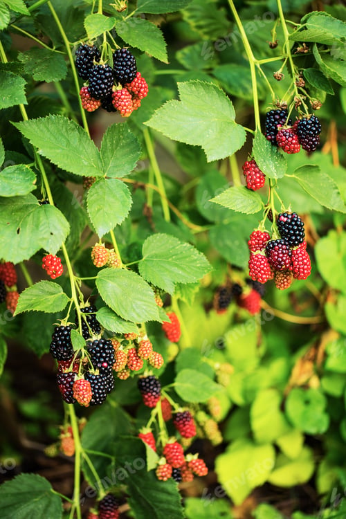 Preview: Branch with ripe blackberry.