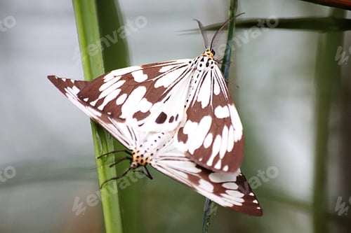 Preview: Butterfly mating on the leaf