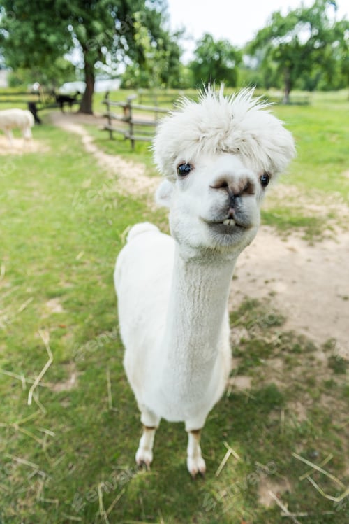 Preview: Alpaca funny face close up portrait, with funny hair cut in outdoor ranch