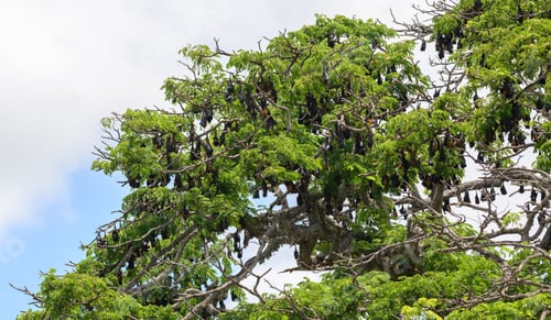 Preview: A tree full of megabats, Large colony of bats roosting in the daytime,