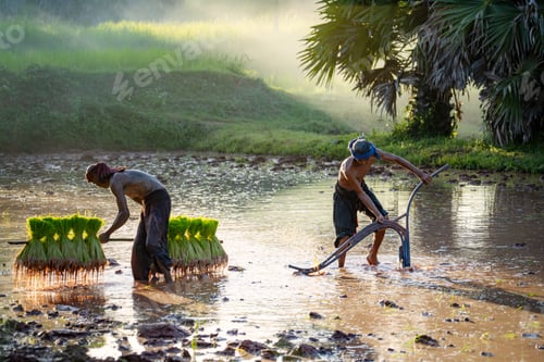 Preview: Man carrying rice plants in paddy field, Sakolnakh, Thailand