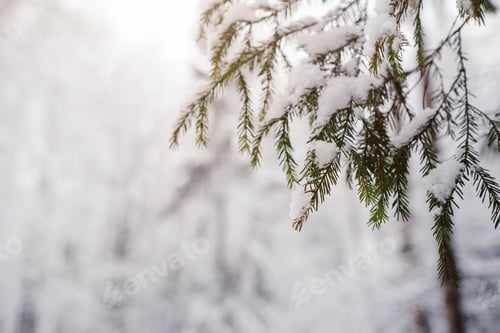 Preview: Pine trees are covered with snow on a frosty evening.