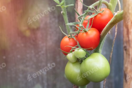 Preview: Green and red tomatoes harvest on the branch in greenhouse