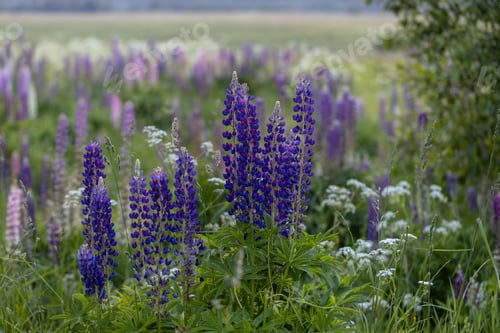 Preview: Lupine flowers in a foggy field during sunset in the Moscow region