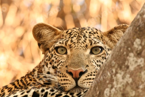 Preview: Close up portrait of female leopard (Panthera pardus), Selous National Park, Tanzania