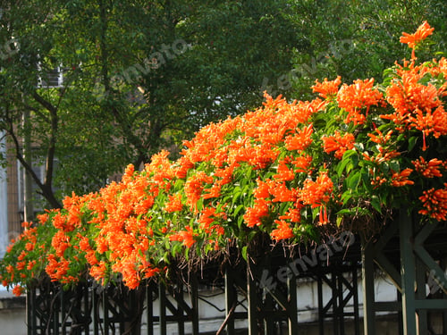 Preview: Closeup of a flame vine or orange trumpet vine plant flowers growing on a fence