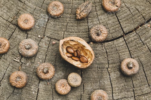 Preview: Natural wood background. Acacia seeds, walnut shells, caps of acorns on a stump
