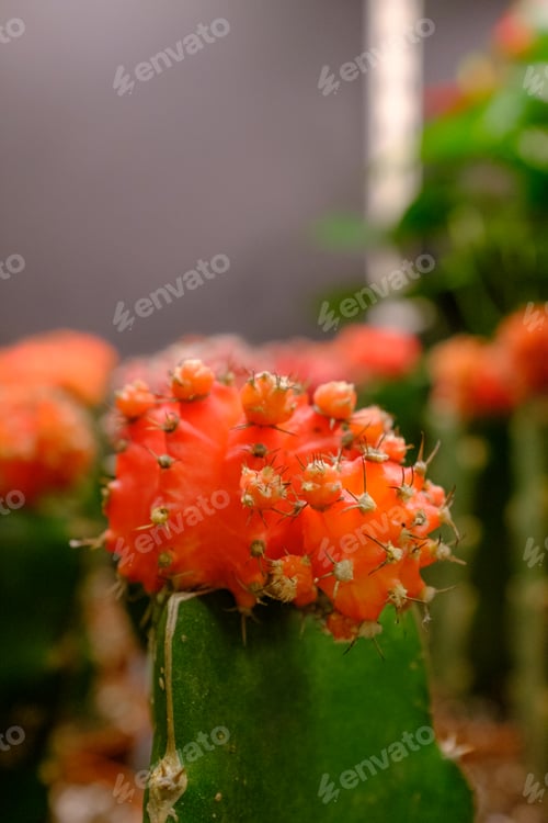 Preview: cactus