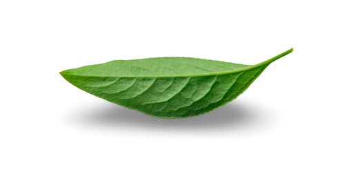 Preview: Green leaf isolated on white background. Selective focus.