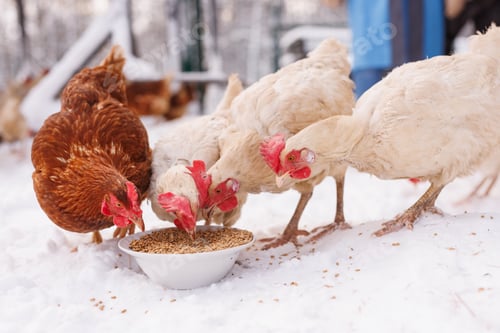 Preview: chicken eats feed and grain at an eco-poultry farm in winter, free-range chicken farm