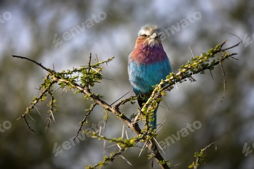 Preview: Closeup of a Lilac-breasted roller perched on a tree branch in Tanzania