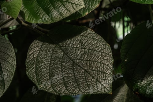 Preview: Piper leaf veins macro for concepts of biology and natural pattern