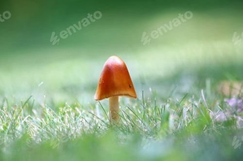 Preview: A minimalist macro photo of a tiny, tan colored, perfectly shaped mushroom in the green grass.
