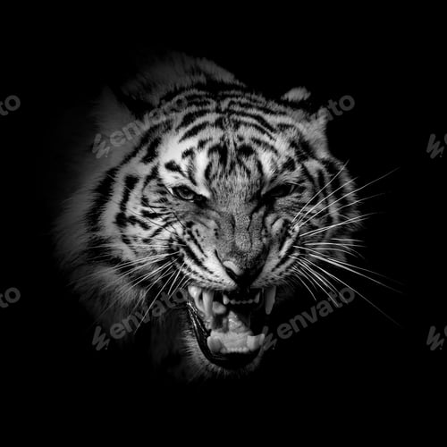 Preview: Black and white wild tiger portrait