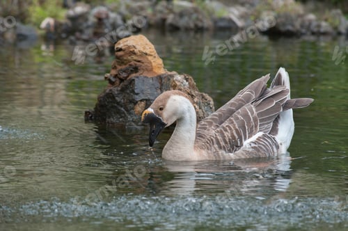Preview: Chinese goose near the stone on a pond