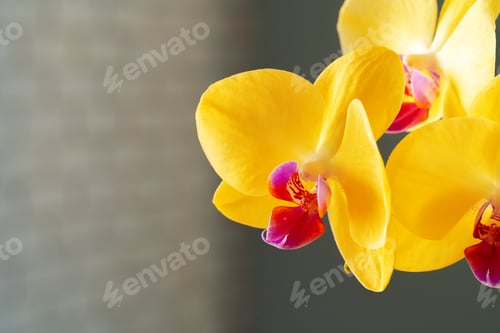 Preview: Close up of yellow flowers of Orchid