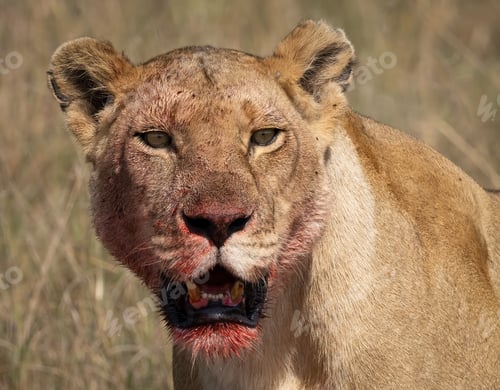 Preview: A Lion in Africa