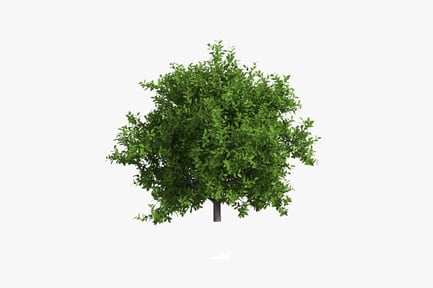 Preview: Dense-canopied tree with round trunk