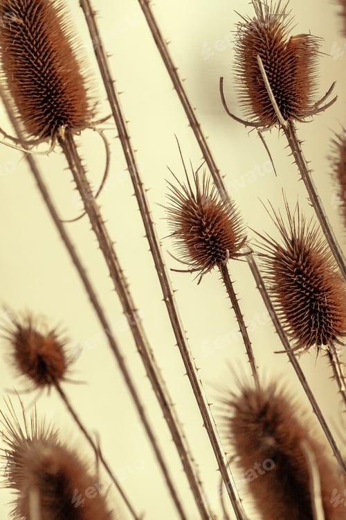 Preview: Bouquet of dry flowers in interior close up