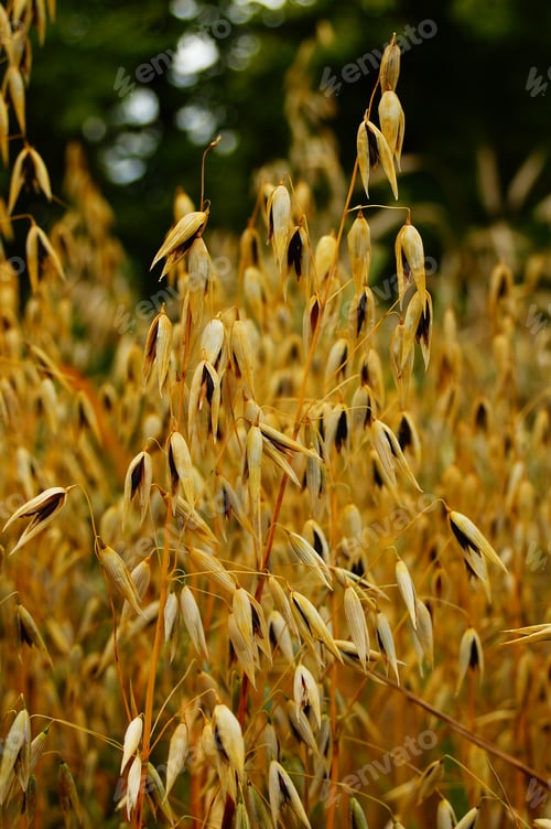 Preview: Fruit stand of black oat.