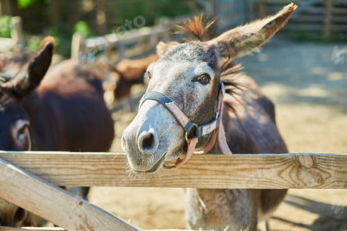 Preview: Friendly Donkey in the paddock being social, contact farm