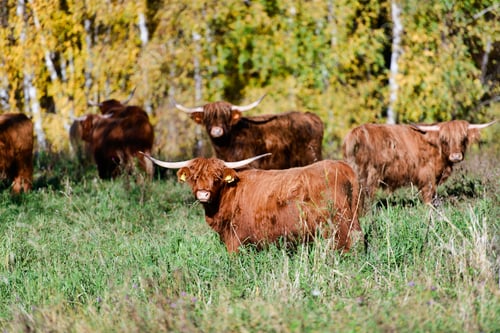 Preview: Some Highlander cows