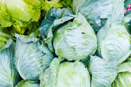 Preview: Cabbage
