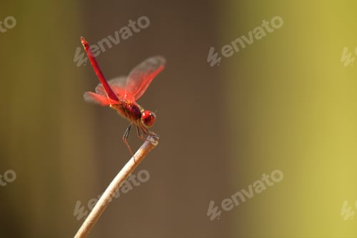 Preview: Dragonfly, Satpura National Park, Madhya Pradesh India