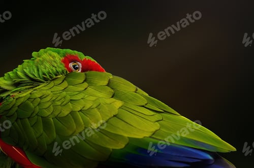 Preview: Red-spectacled Amazon Parrot wing and eye (Amazona pretrei)
