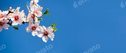 Preview: Spring, springtime - pink flowers