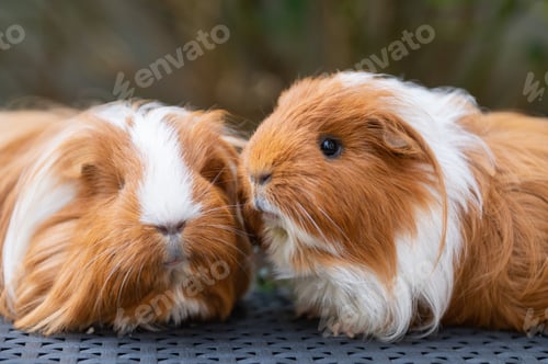 Preview: Guinea Pigs Side by Side